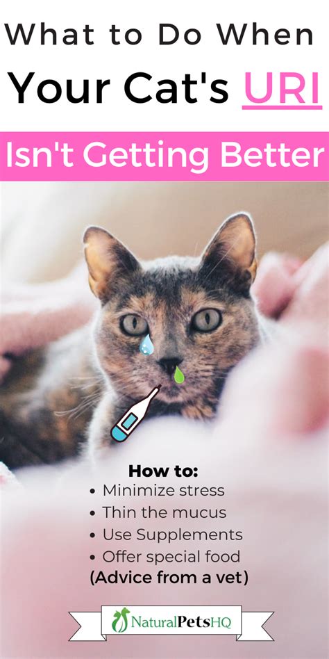 cat upper respiratory infection treatment