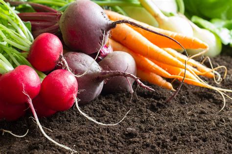 Beet The Competition With These Companion Plants - hxcreview