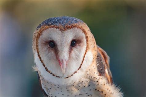 Winter Barn Owls In Barn Owl | A barn owl from this past winter. This ...