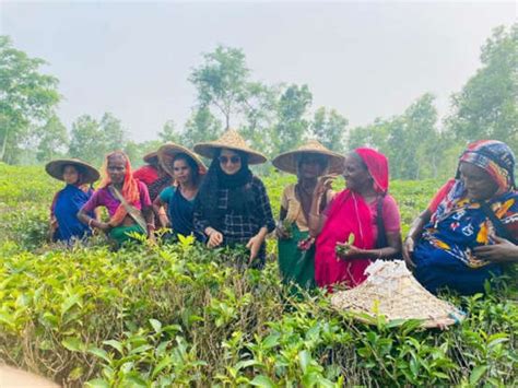 I taste tea for a living – here’s why you’re probably brewing it wrong