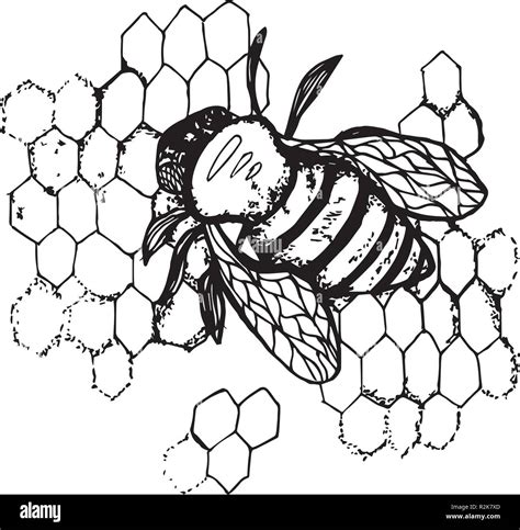 Black And White Honey Bee