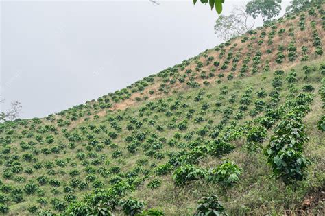 Premium Photo | Coffee cultivation in the colombian coffee growing ...