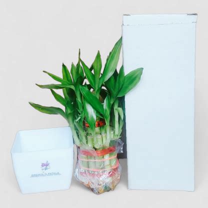 2 Layer Lucky Bamboo Plant (Square Pot) by Orchid N Petals