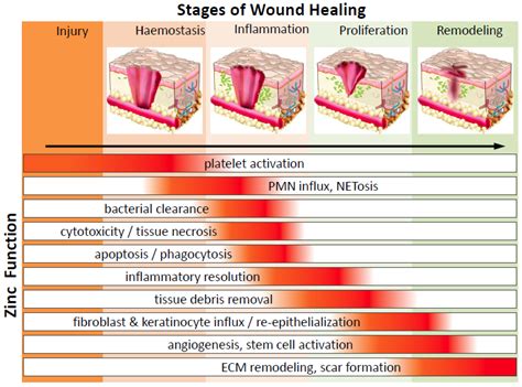 Wound process