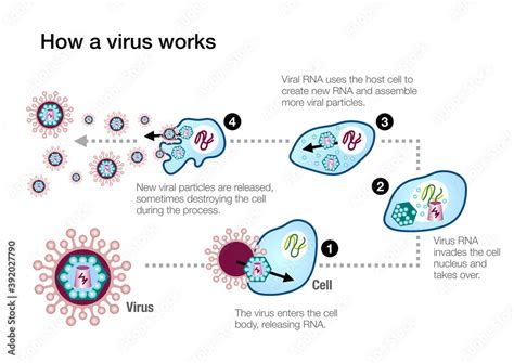 Image result for How Immunity Sytem Work Against Virus Downloadable