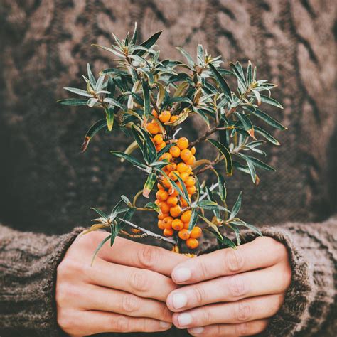 The New Research on Sea Buckthorn – Sibu Seaberry