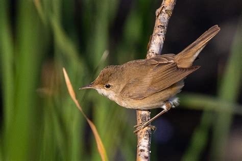 Common Reed Warbler (Caspian) - eBird