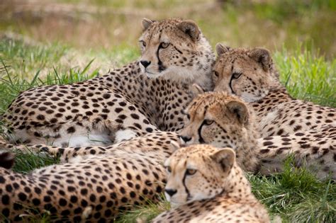 «cheetahs» HD wallpapers