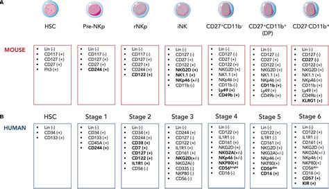 Frontiers | Inflammatory-driven NK cell maturation and its impact on pathology