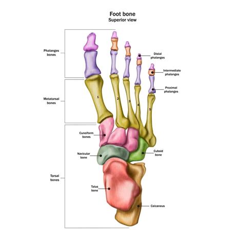 Bones Of The Foot