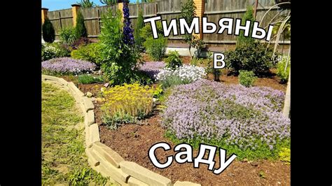 ТИМЬЯНЫ в саду/ Зачем сажать тимьян(чабрец)в саду/ Сорта тимьянов # ...