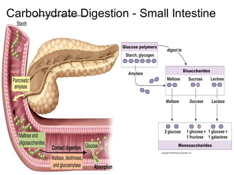 How Are Carbs Digested 的图像结果
