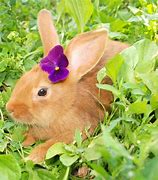 Image result for Rabbit with Flower White Background