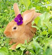 Image result for Rabbit Flower