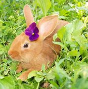 Image result for Flower Look Like Rabbit