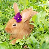 Image result for Cute Purple Baby Rabbit