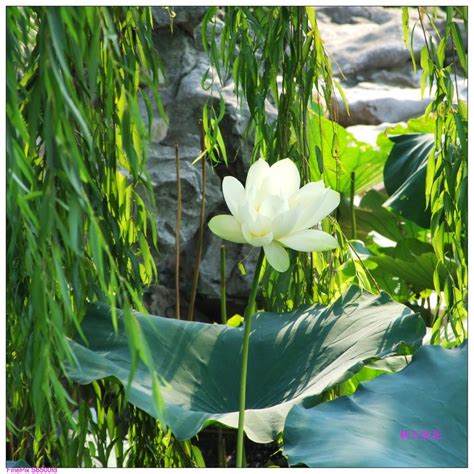 【秋天的花摄影图片】上海生态摄影_布达佩斯0028的博客_太平洋电脑网摄影部落