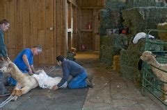 Alpaca shearing season arrives at Oregon farms - oregonlive.com