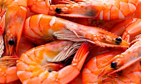 Image result for Shrimp Shell