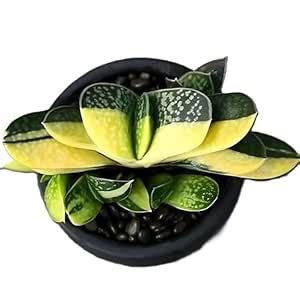 ORIPI Gasteria Variegated Live Plant - Rare 'Ox Tongue' Succulent for ...