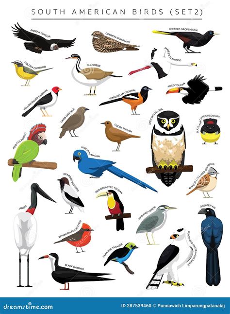 South American Birds Set Cartoon Vector Character 2 Stock Vector ...