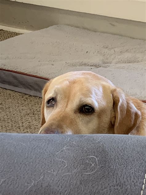 What Is Horners Syndrome In A Dog