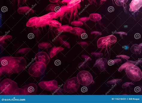 Moon Jellyfish Aurelia Aurita Red Translucent Color and Red Back Stock Image - Image of aurita ...