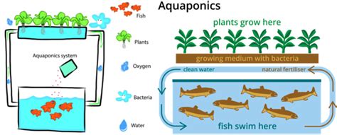 Aquaponics — lesson. Science State Board, Class 9.