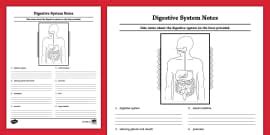 Seventh Grade Digestive System Exit Ticket