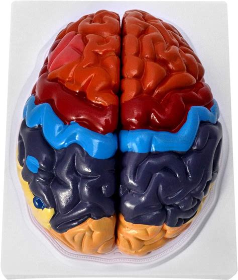 Qwork Life Size Human Brain Anatomical Model Color Coded Partitioned ...