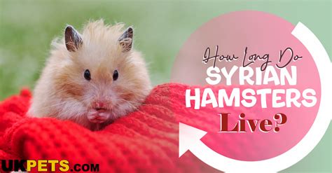 Do Syrian Hamsters Like Sand at Leta Tabor blog