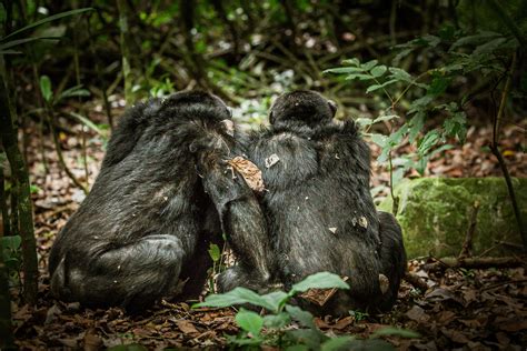 Where Do Chimpanzees Live? Facts About The Habitat Of Chimps – NQETJ