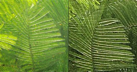 Comparison: Moto Z camera v. Hasselblad True Zoom Moto Mod | Digit