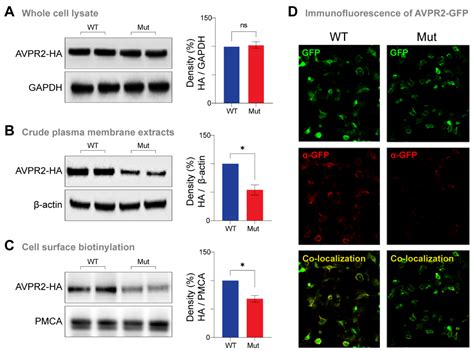 Clinical, Genetic and Functional Characterization of a Novel AVPR2 ...