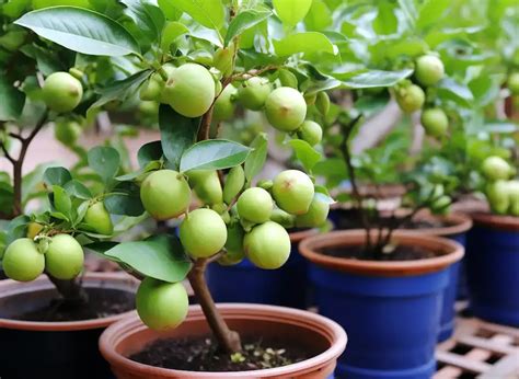 Image result for Planting Guava Tree
