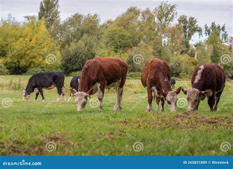 Group of Cattle (Bos Taurus) Grazing in the Field with Green Grass and ...