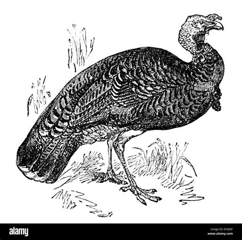 Turkey bird drawing Black and White Stock Photos & Images - Alamy