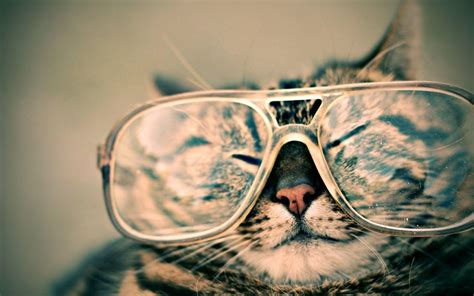 Cat with Glasses Wallpapers - Top Free Cat with Glasses Backgrounds ...