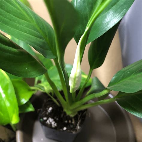 The Best Soil for Peace Lilies - Houseplant Resource Center