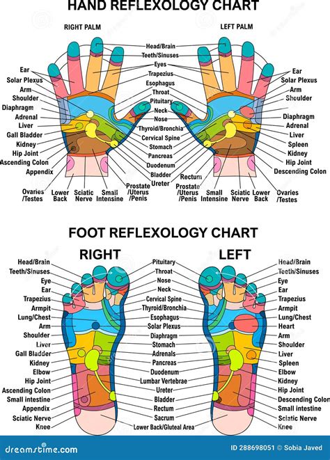 High Resolution Printable Hand Reflexology Chart