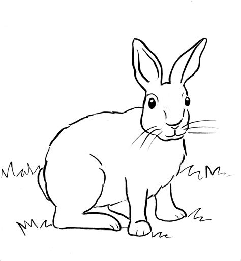 bunny coloring pages - realistic rabbit coloring page free printable ...