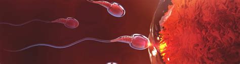 Uma Hospital :: Ovulation Induction