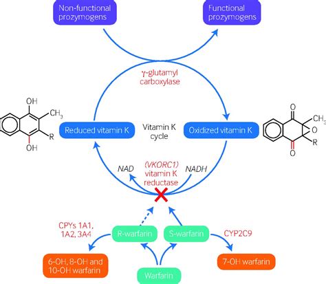 Vitamin K And Warfarin Mechanism Of Action