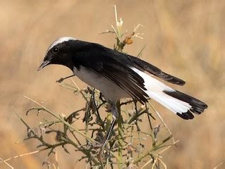 Variable Wheatear - eBird