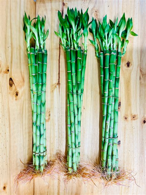 Live Lucky Bamboo 18” Plants – Houseplants New York LLC | Live Lucky ...