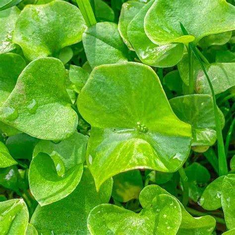 Miner's Lettuce