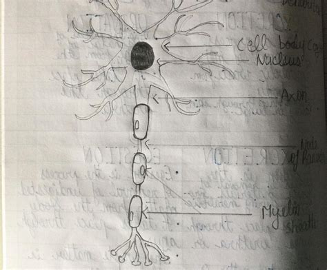 draw a neat labelled diagram of neuron? - Brainly.in