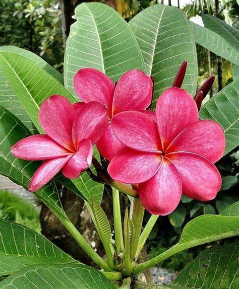 Plumeria , Champa pink – PlantsKingdom