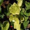 Name some common plant diseases their causative microorganisms mode of ...