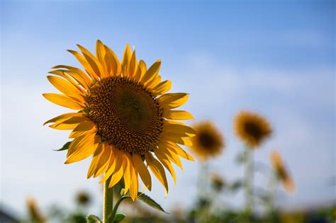 Image result for Java Auto Sorter Side Image